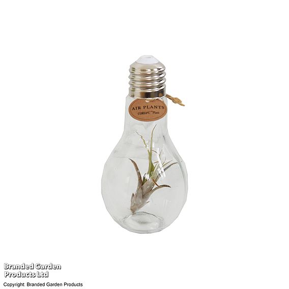 Airplant (Tillandsia) in a light bulb (Medium)