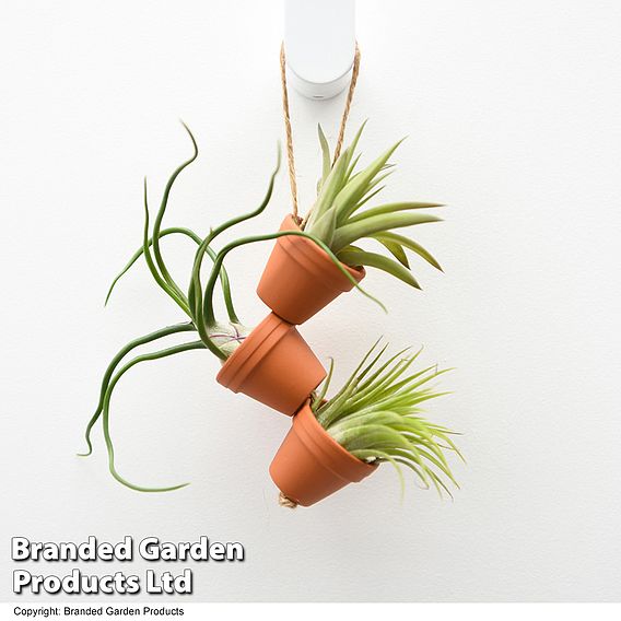 Air plant Mini Pots on Rope