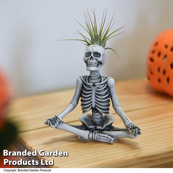 Halloween Tillandsia in Skeleton Pot