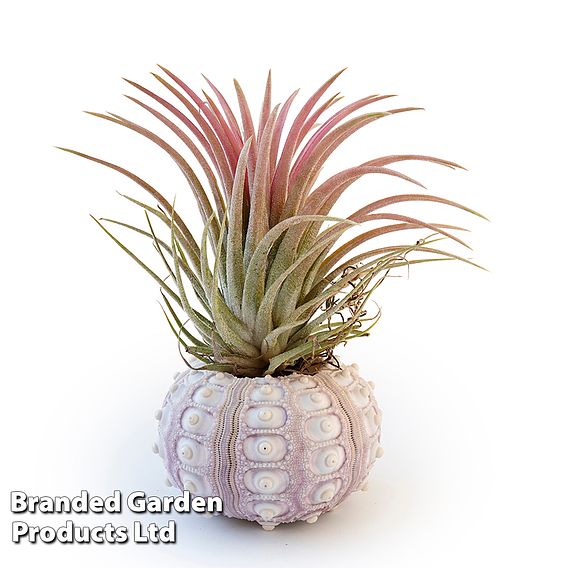 Air Plant (Tillandsia) in Sputnik Sea Urchin