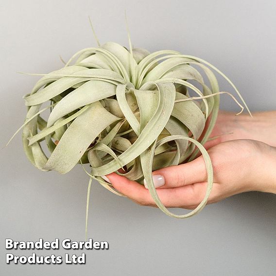 Air plant (Tillandsia) xerographica