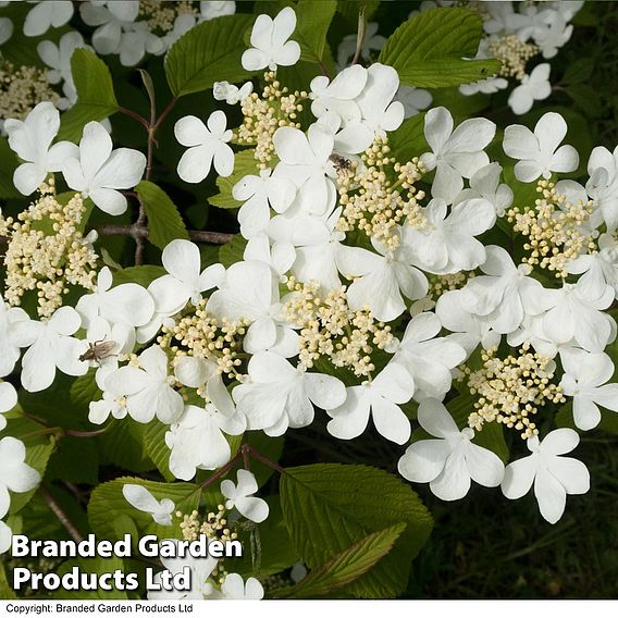 Viburnum plicatum f. tomentosum 'Mariesii'