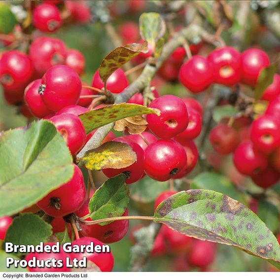 Crab Apple 'Red Sentinel'