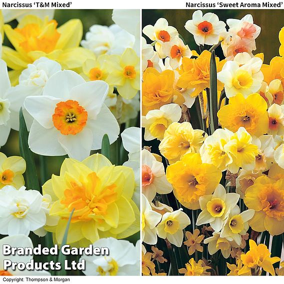 Narcissus Duo