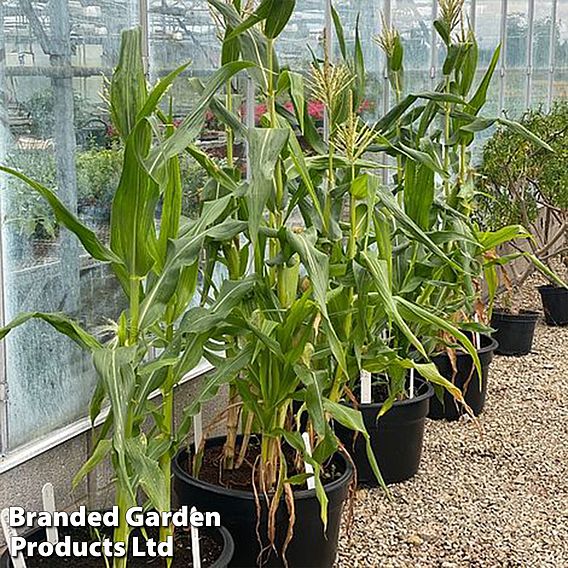 Sweetcorn 'Pot Of Gold'