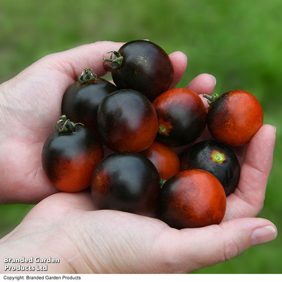 Tomato 'Akoya'