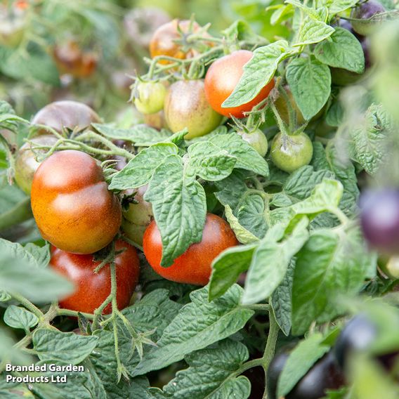 Tomato 'Akoya'