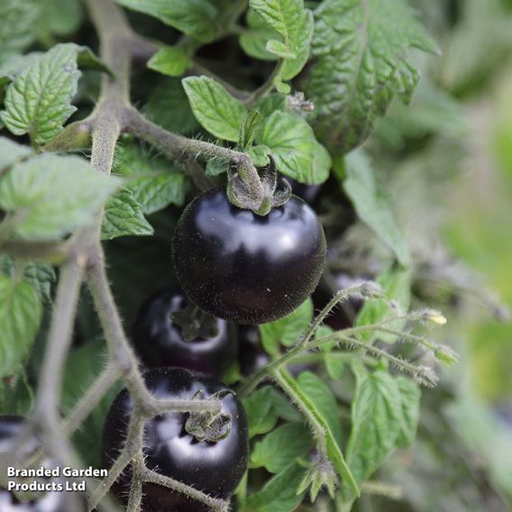 Tomato 'Akoya'