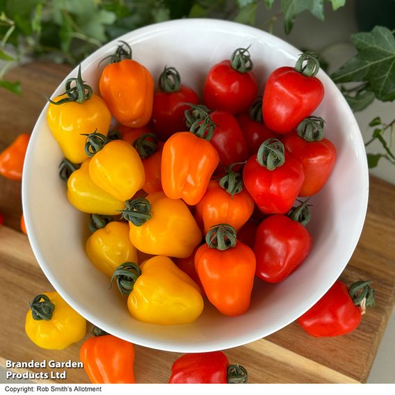 Tomato Appleberry Trio