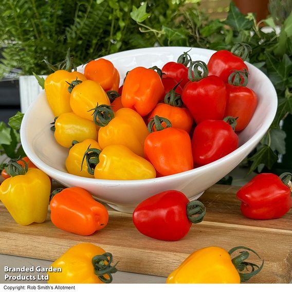 Tomato 'Appleberry Sunny Yellow'