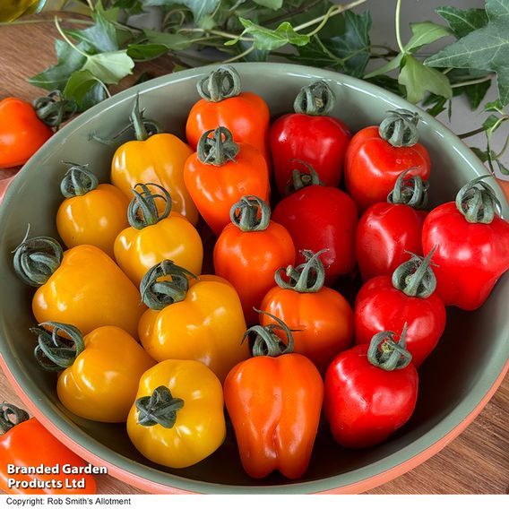 Tomato 'Appleberry Sunny Yellow'