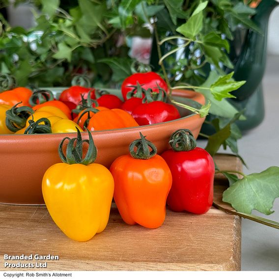 Tomato Appleberry Trio