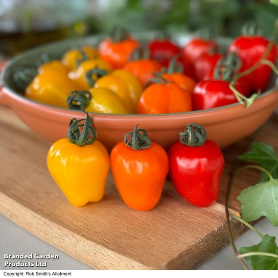 Tomato Appleberry Trio