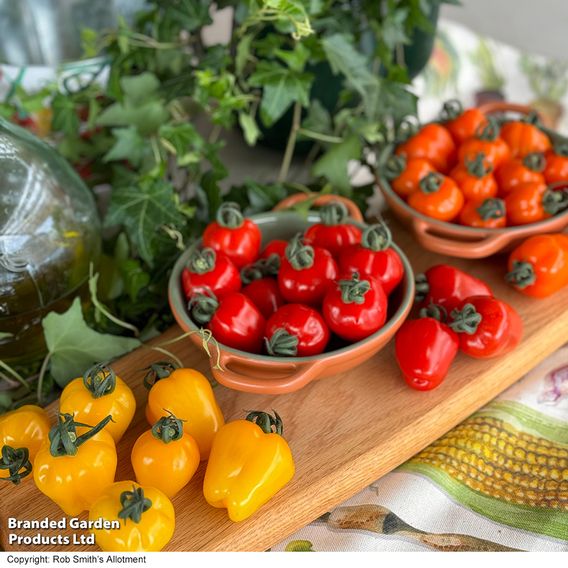 Tomato 'Appleberry Bright Red'