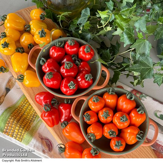 Tomato 'Appleberry Luscious Orange'