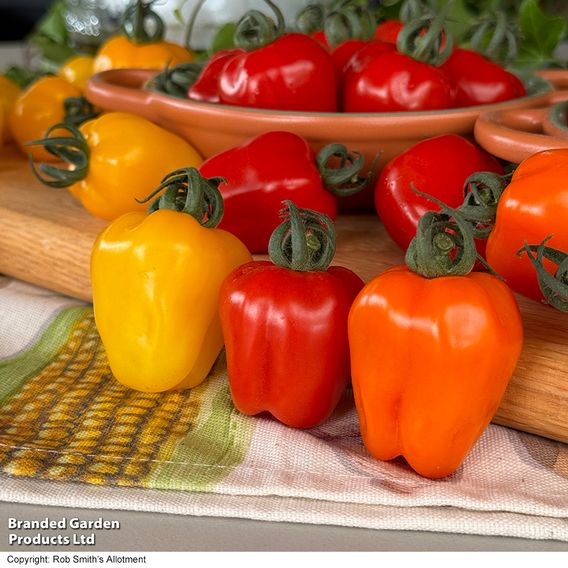 Tomato Appleberry Trio