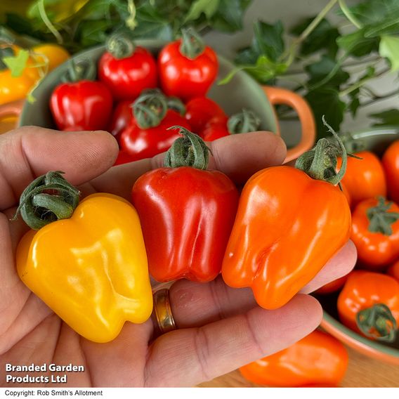 Tomato 'Appleberry Luscious Orange'