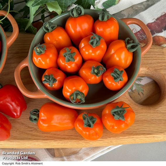 Tomato 'Appleberry Luscious Orange'