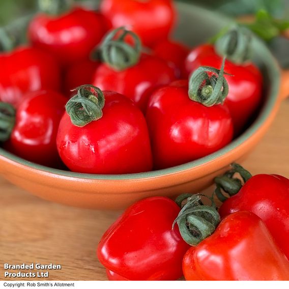 Tomato 'Appleberry Bright Red'