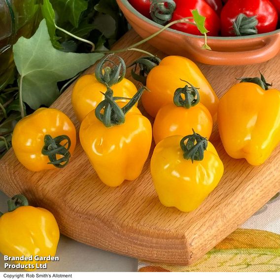 Tomato 'Appleberry Sunny Yellow'