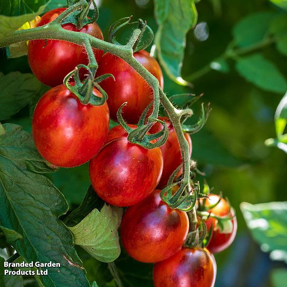 Tomato 'Black Moon' F1 - Seeds