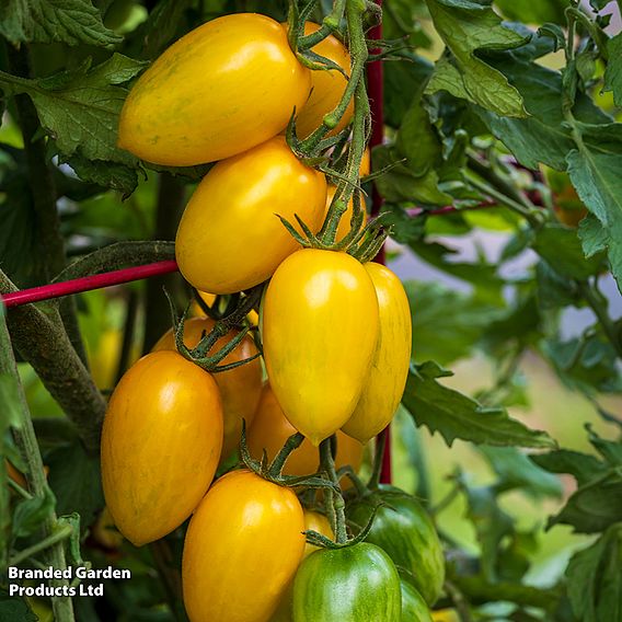 Tomato 'Bliss' F1 - Seeds