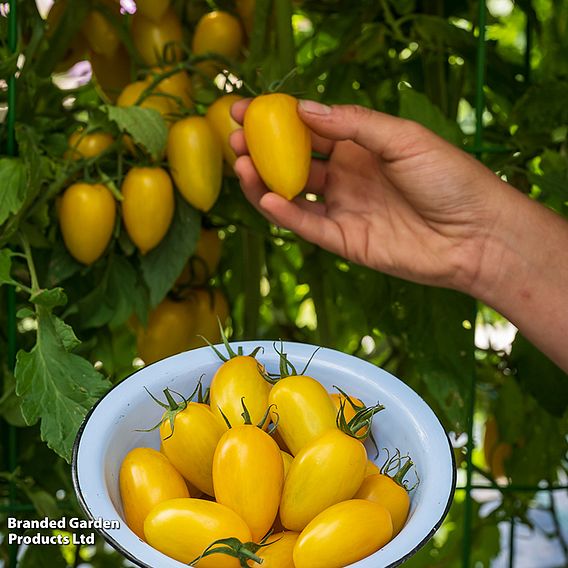 Tomato 'Bliss' F1 - Seeds