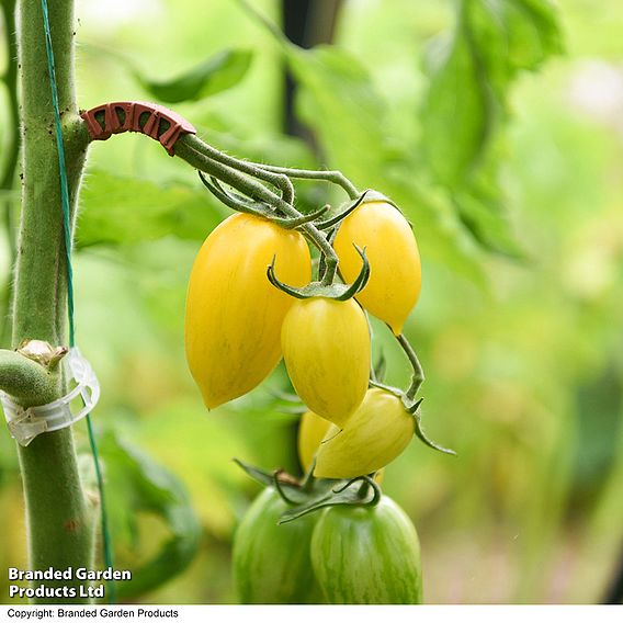 Tomato 'Bliss' F1 - Seeds