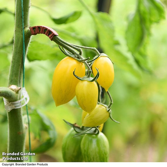 Tomato 'Bliss' F1 - Seeds