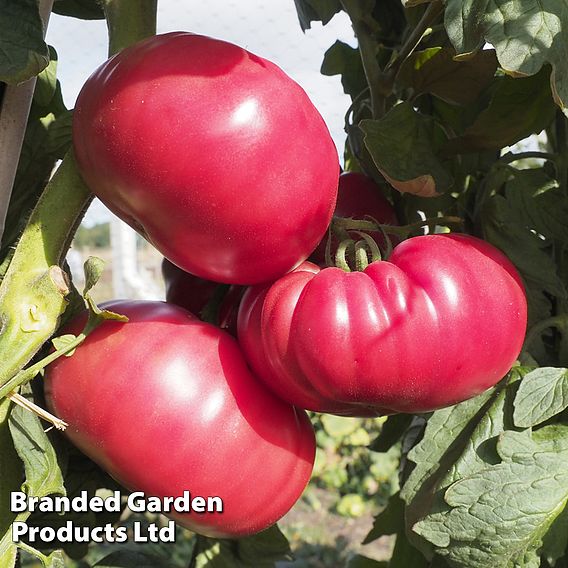 Tomato 'Buffalopink' (Grafted)