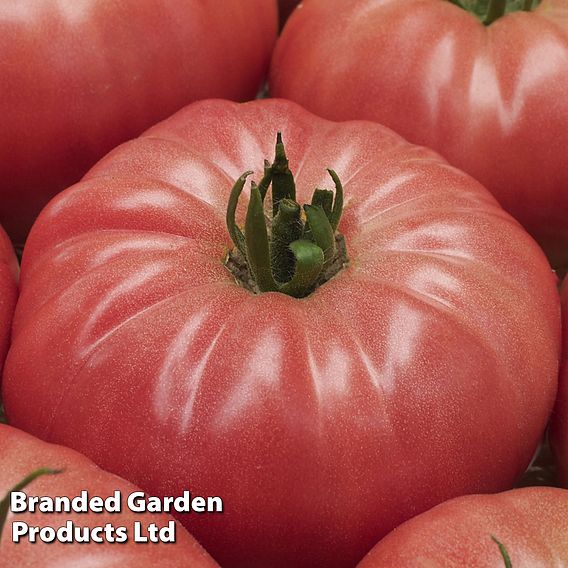 Tomato 'Buffalopink' (Grafted)