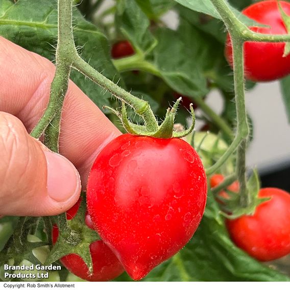 Tomato 'Double Love'