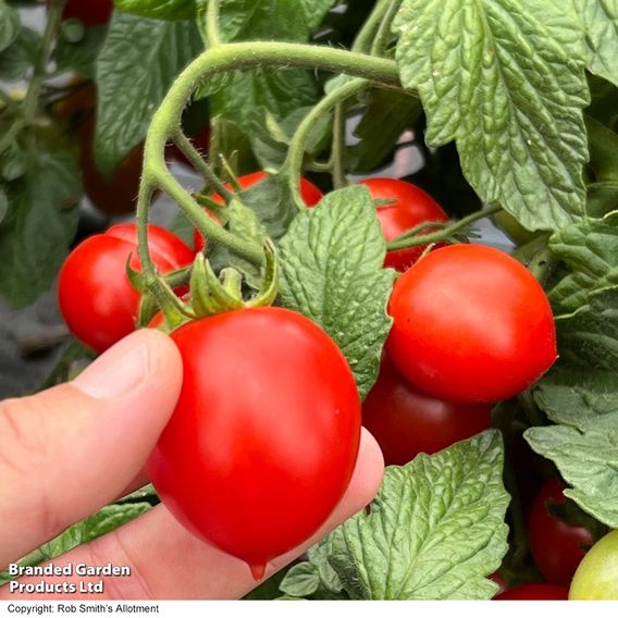 Tomato 'Double Love'