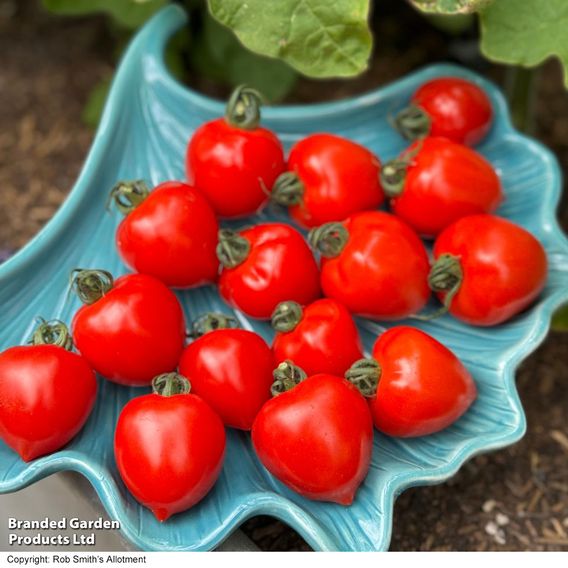 Tomato 'Double Love'