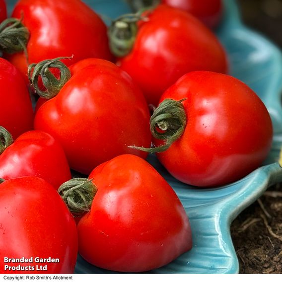 Tomato 'Double Love'