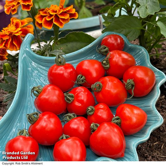 Tomato 'Double Love'