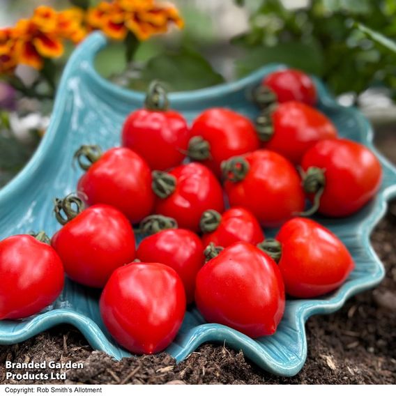 Tomato 'Double Love'