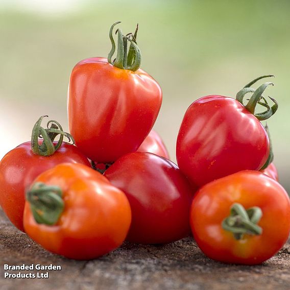 Tomato 'Fraise' - Seeds