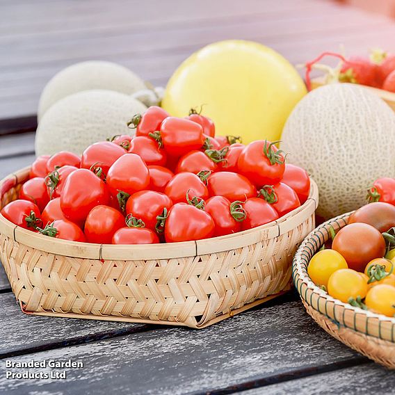 Tomato 'Fraise' - Seeds