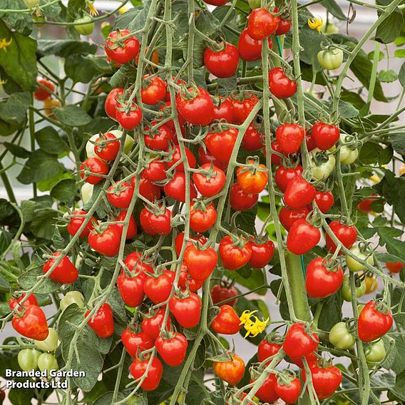 Tomato 'Fraise' - Seeds