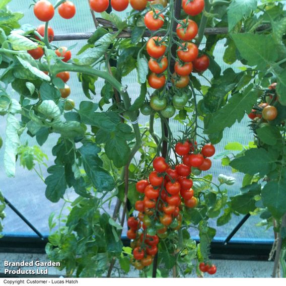 Tomato 'Gardener's Delight' (Indeterminate) - Seeds