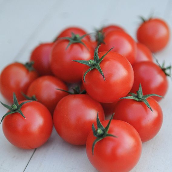 Tomato 'Gardener's Delight' (Indeterminate) - Seeds