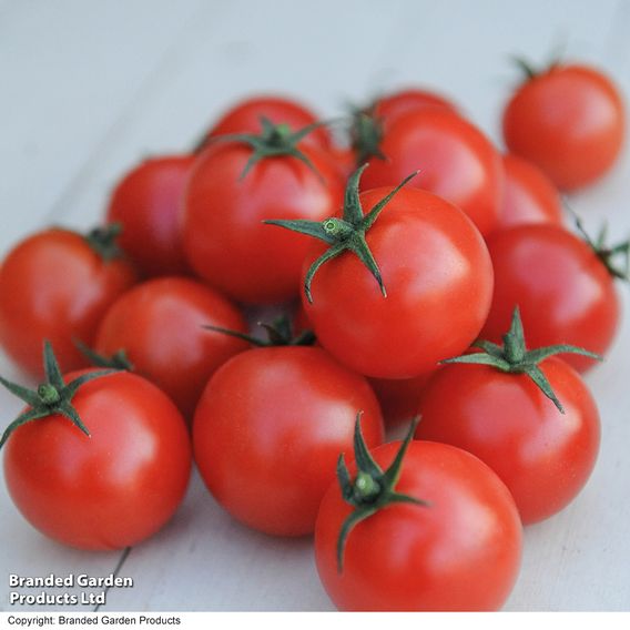 Tomato 'Gardener's Delight' (Indeterminate) - Seeds