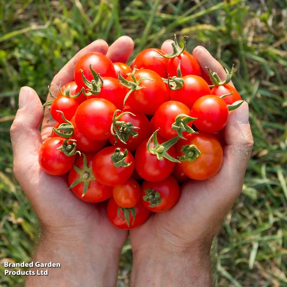 Tomato 'Gardener's Delight' (Indeterminate) - Seeds