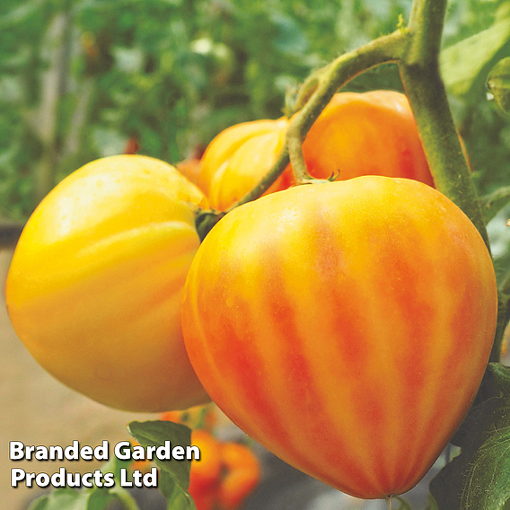 Tomato 'Gourmansun' (Grafted)