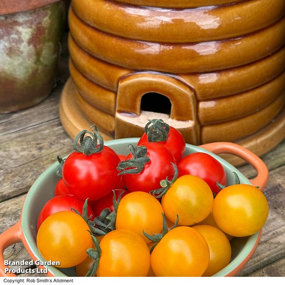 Tomato 'Honey Duo'