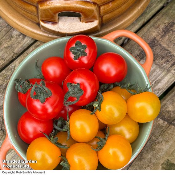 Tomato 'Honey Duo'