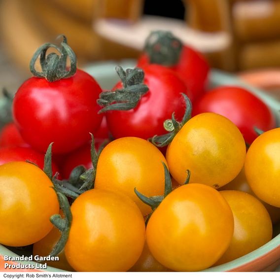 Tomato 'Honey Duo'