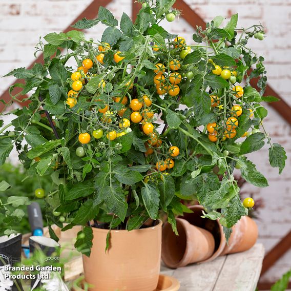 Tomato 'Magnusa'