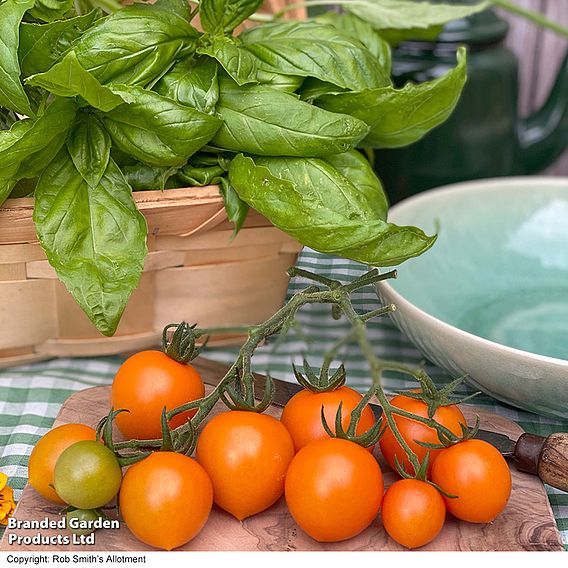 Tomato 'Merrygold' (Grafted)